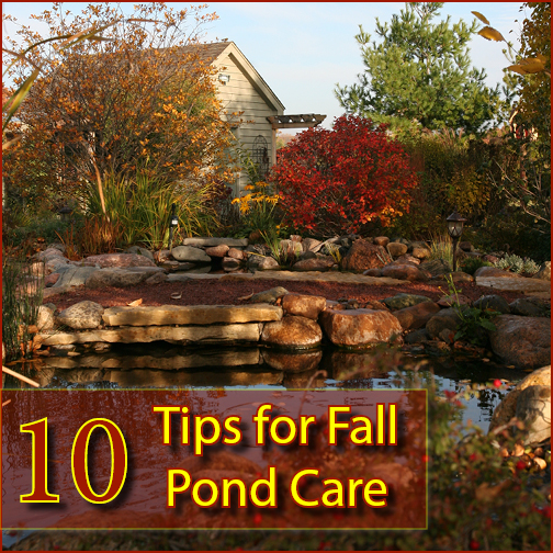 10 Tips for Fall Pond Care