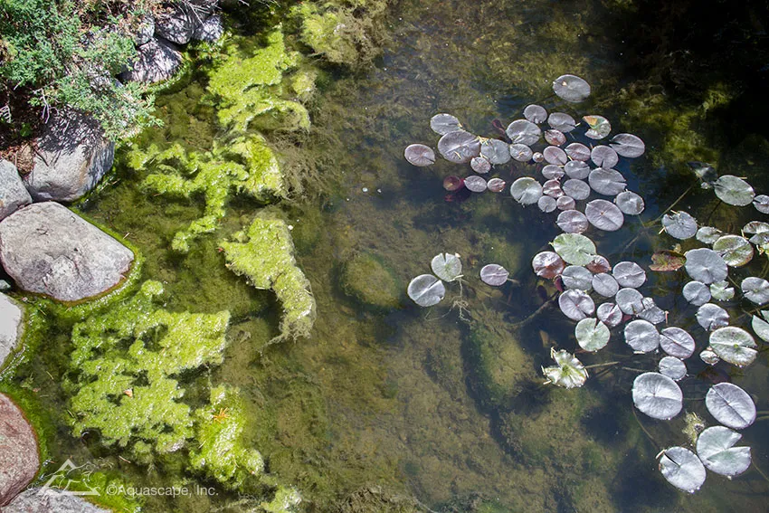 Remove algae from your pond