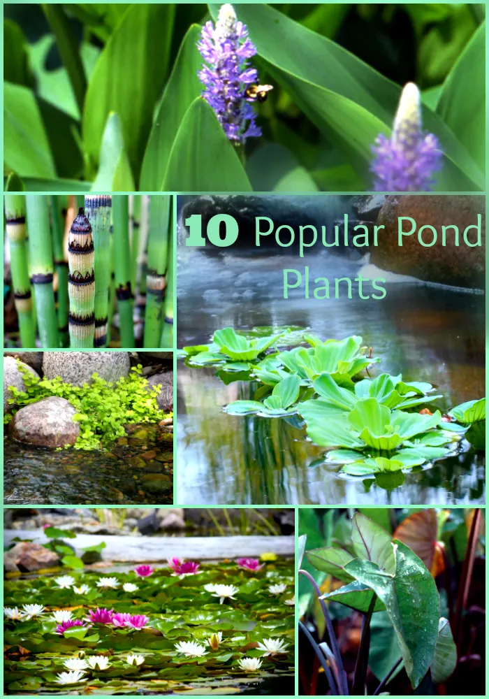 aquatic plants with their names