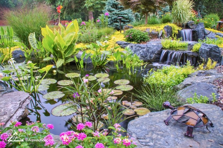 variety of pond plants - late summer pond care