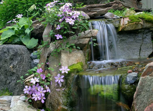 Climatis winds its way around the waterfall rocks