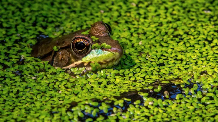 Frog in Duck Weed