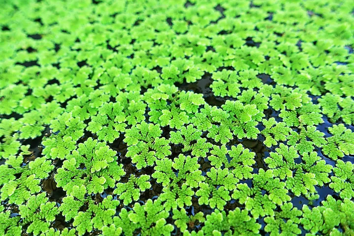 Fairy moss