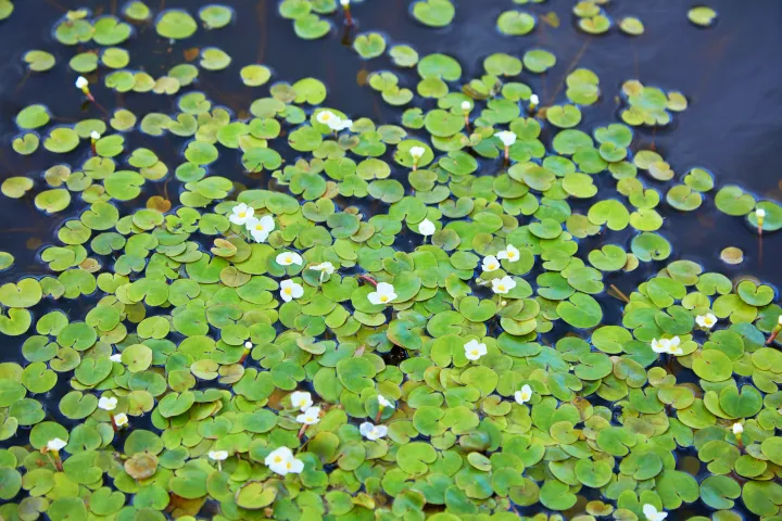 Floating pond on sale plants