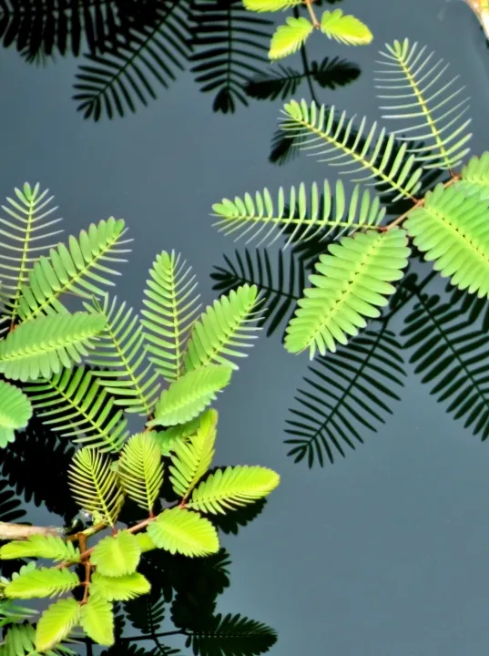 Sensitive plant in pond