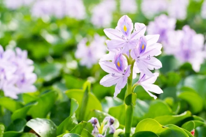 Water hyacinth - floating pond plants