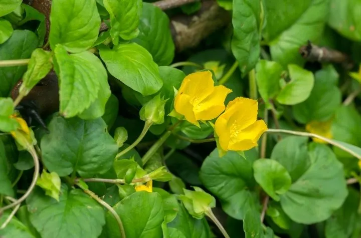 Flowering Creeping Jenny