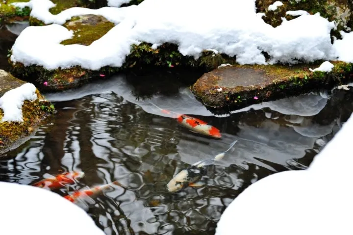 winter koi pond