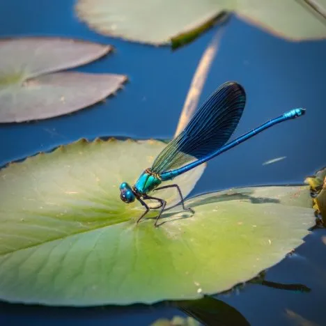 dragonflies - beneficial for backyard ponds
