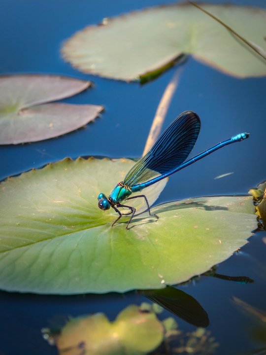 dragonflies - beneficial for backyard ponds