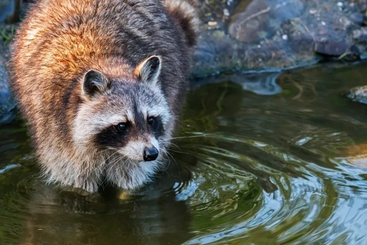Predator Control Racoons How to Deter Visiting Pond Predators - Aquascape, Inc.