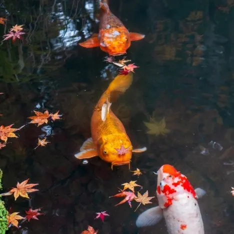 koi pond - fall pond care
