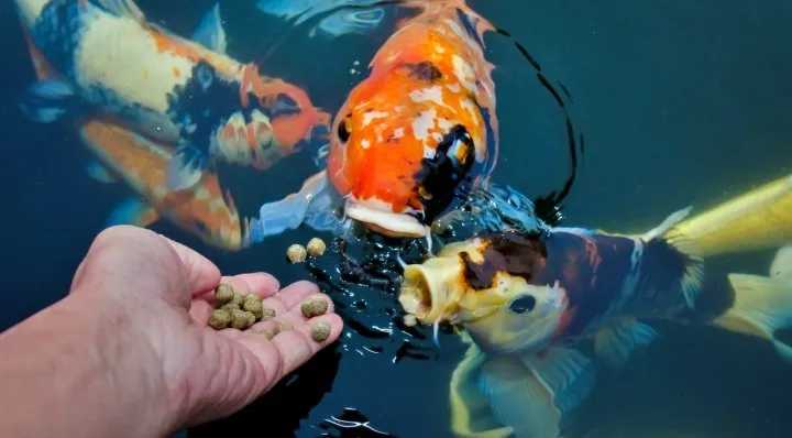 feeding fish