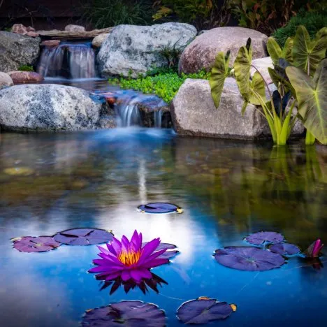 backyard ecosystem pond with waterlily