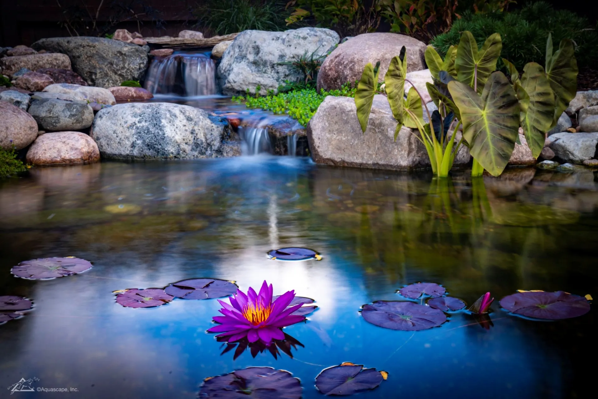 backyard ecosystem pond with waterlily
