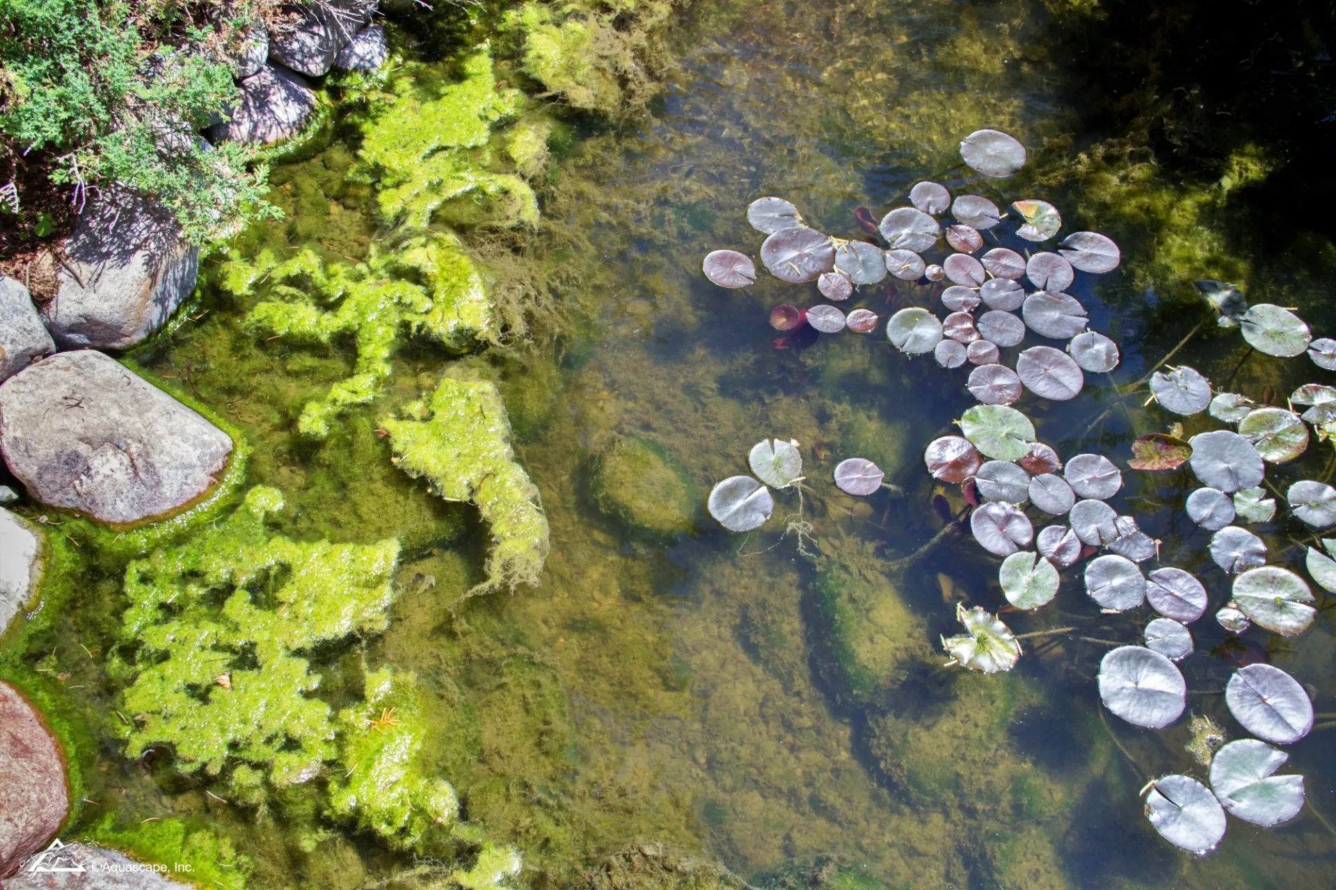 pond water problems - algae