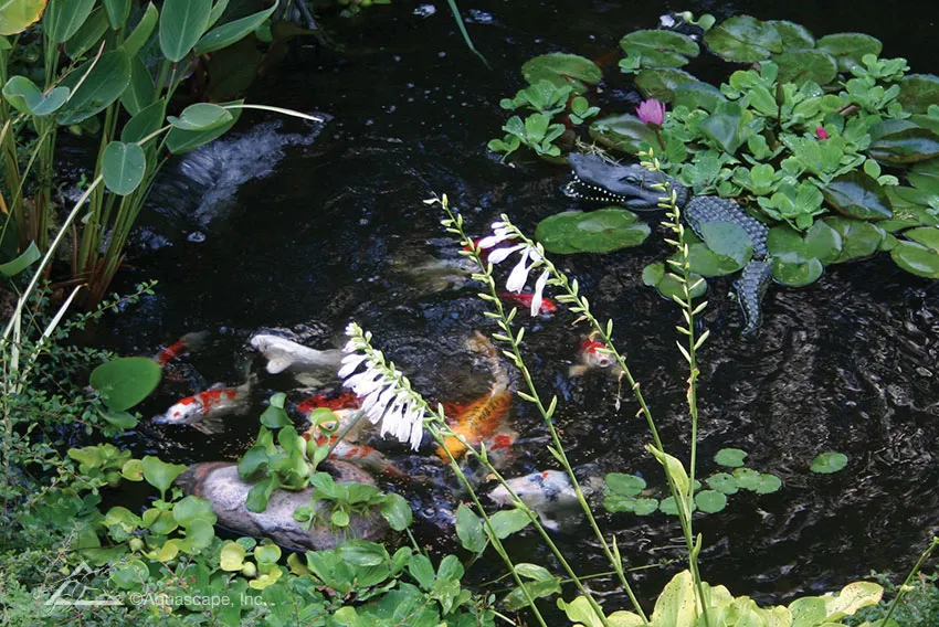 Alligator Decoy