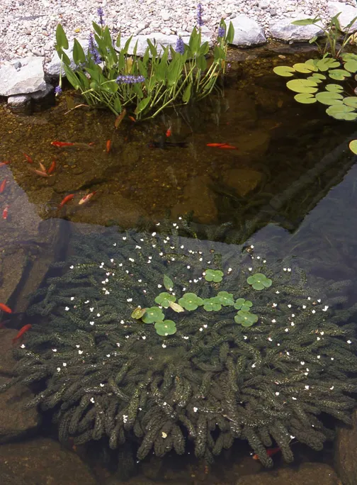 Anachris Pond Plants