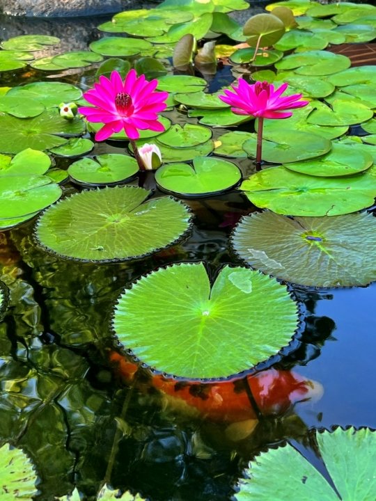 Antares waterlily in hot pond