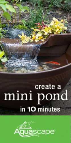 Create a Mini Pond in 10 Minutes