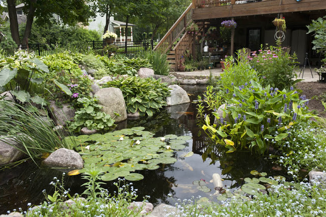 Forget-Me-Nots and a patio surround this pond