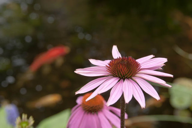 Beautiful coneflower lends a hint of pink and orange on the shore while koi provide a flash of color just below the pond's surface.
