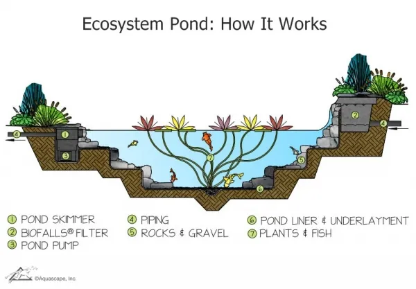 Illustration Showing How a Healthy Pond Functions with Proper Pond Filtration