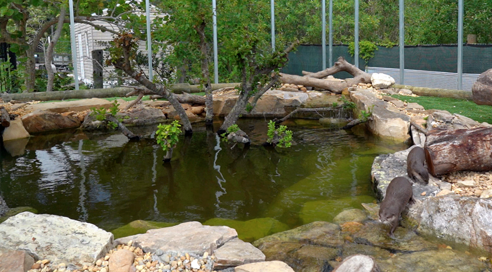 Otter pond at Blake's Exotic Animal Ranch