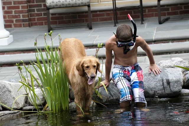 Even the family dog enjoys getting in on a little snorkeling action in the backyard pond.