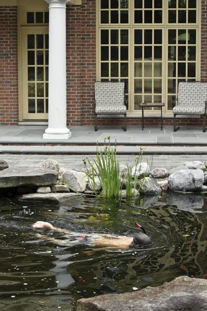 Sure, the kids could enjoy a pool ... but they won't be able to watch the koi swim underwater or search for tadpoles and watch them grow into frogs. 