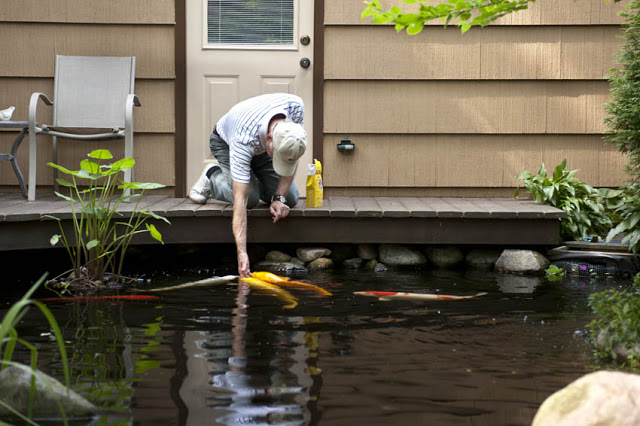Decks provide great feeding spots for fish. Koi will learn to eat food right from your hand.