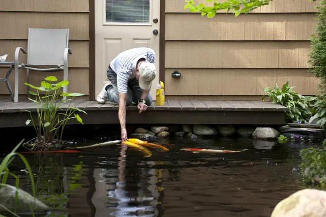 Decks provide great feeding spots for fish. Koi will learn to eat food right from your hand.