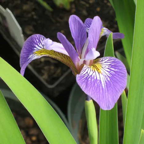 aquatic iris in pond
