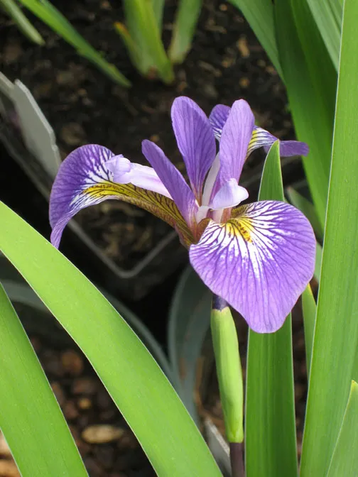 10 Popular Pond Plants - Blue Iris