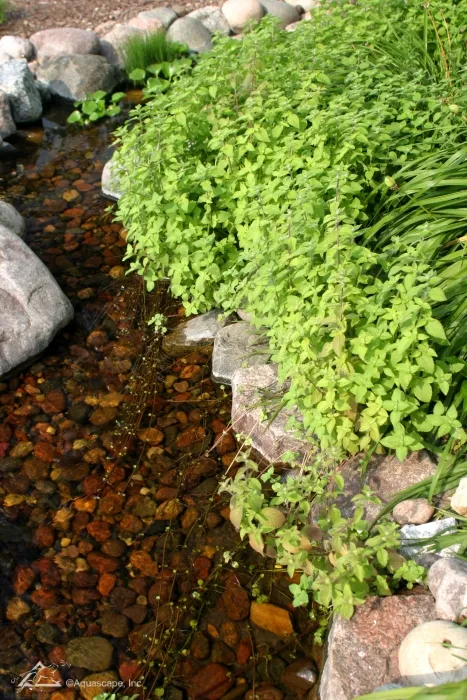 Aquatic Mint at Edge of Pond