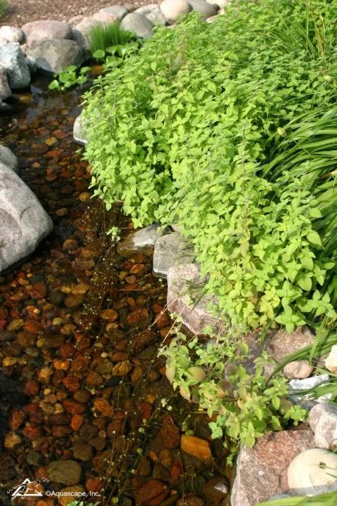 Aquatic Mint - marginal pond plant