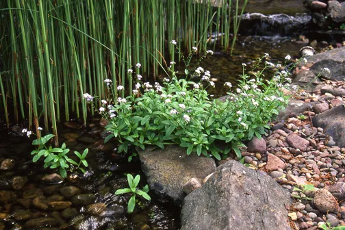 Aquatic Forget Me Not Pond Plants