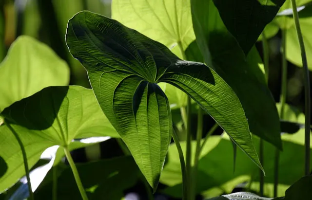 The calming cool green of Arrowhead leaves display an intricate railroad pattern