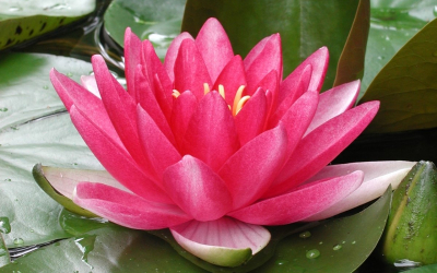 Nymphaea 'Attraction'