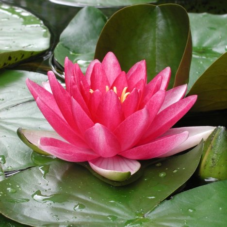 Nymphaea 'Attraction'