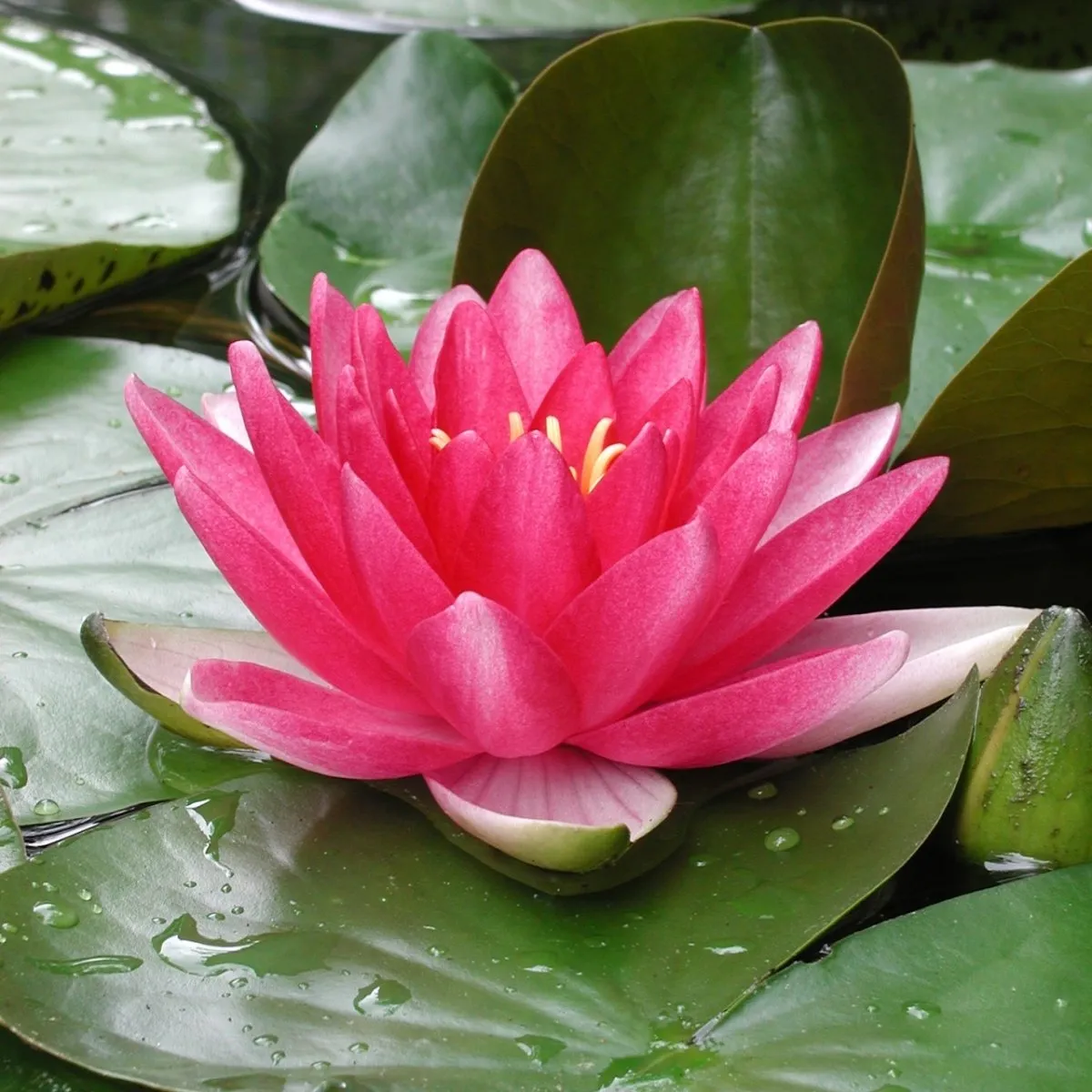 Nymphaea 'Attraction' Nymphaea 'Attraction'