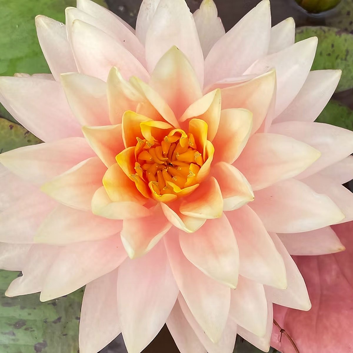Awesome AO Nymphaea 'Awesome'