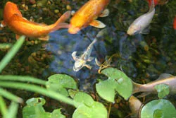 Baby pond fish outlet