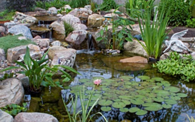 Backyard Koi Pond with Aquatic Plants