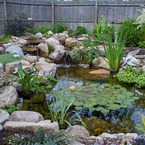 Backyard Koi Pond with Aquatic Plants