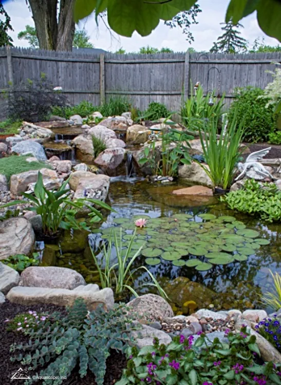 Backyard Koi Pond with Aquatic Plants