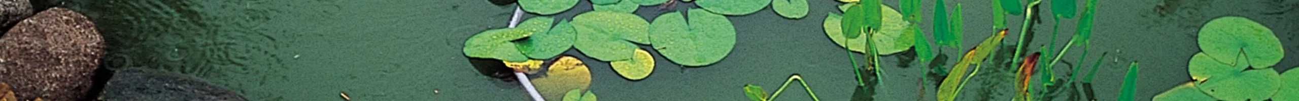Banner1