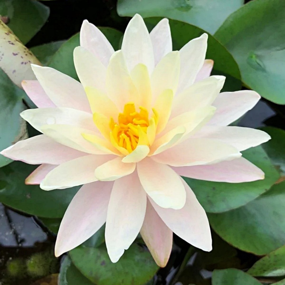 Barbara Dobbins internet Nymphaea 'Barbara Dobbins'
