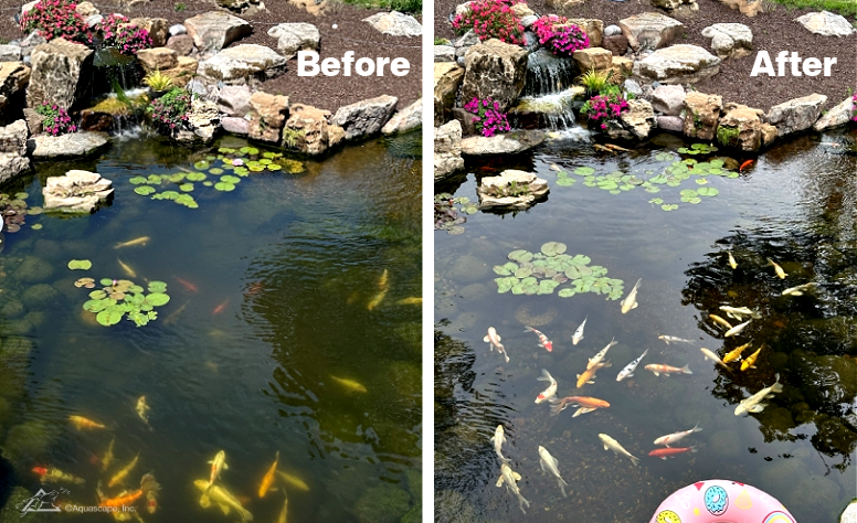 Algae in pond before and after - summer pond care