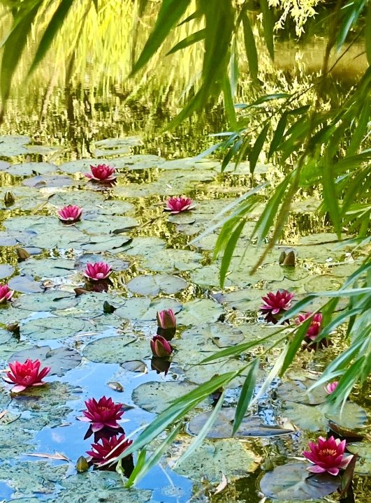 Waterlilies at Bennett's Water Gardens - water gardening at its finest